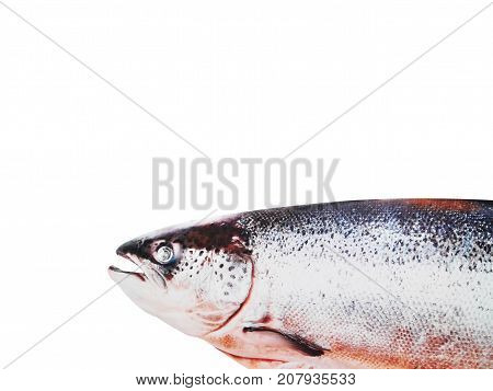 Salmon fishing on white background fresh red fish salmon. on white background