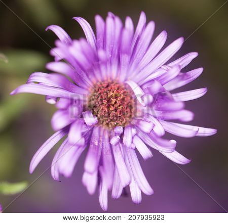 beautiful purple flower in nature . In the park in nature