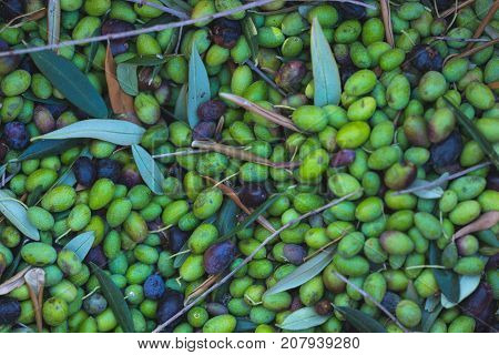 Green And Black Fresh Olives Background. Harvesting In Liguria, Italy, Taggiasca Or Caitellier Culti