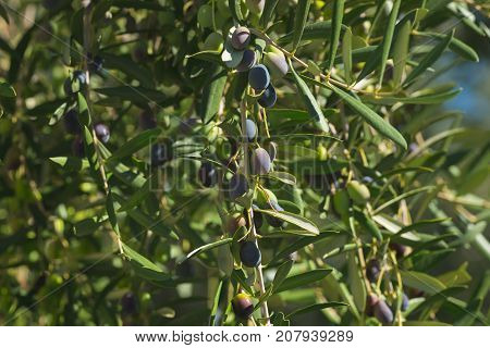 Olive Tree Branch Handing From Above In Olive Garden. Taggiasca Or Cailletier Cultivar. Selective Fo