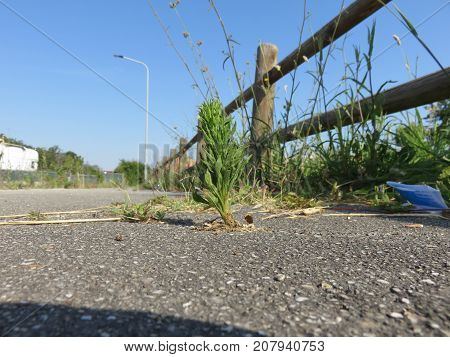 Plant this image makes us understand how strong nature is, because we can build on it, cut it, extirpate it, burn it but it will always find a way to reborn