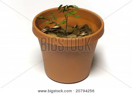 Plant growing from a money pot