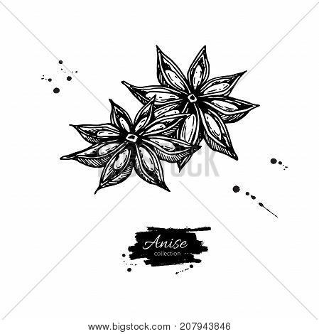 Star Anise Vector drawing. Hand drawn sketch. Seasonal food illustration isolated on white. Engraved style spice and flavor object. Cooking and aromaterapy ingredient.