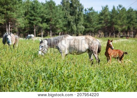 white horse with a brown foal in a field with camomile flowers