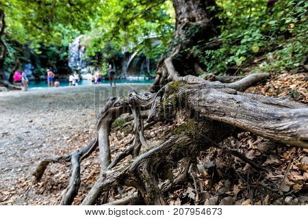 Big Root Tree In Green Park