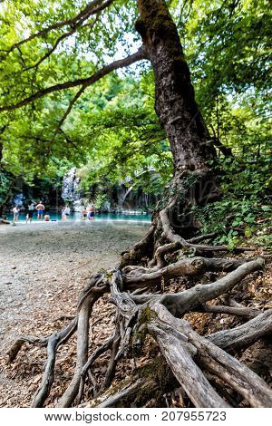 Big Root Tree In Green Park