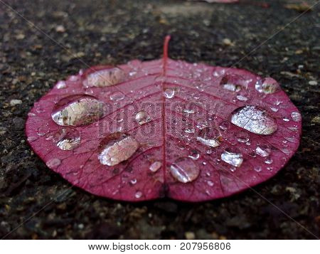 Raindrops on Flat Smoky Tree / Continus Coggygria / Royal Purple Leaf