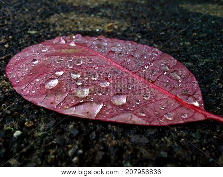 Raindrops on Flat Smoky Tree / Continus Coggygria / Royal Purple Leaf at an Angle