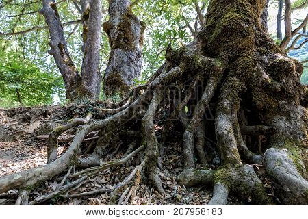 Big Root Tree In Green Park