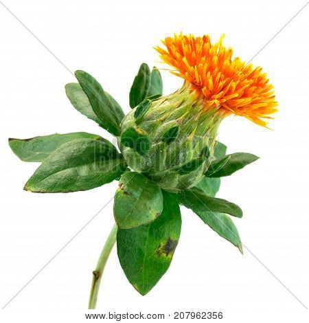 Safflower close up of flower head isolated on white