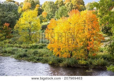 autumn background with colored leaves of the tree and river onbackground