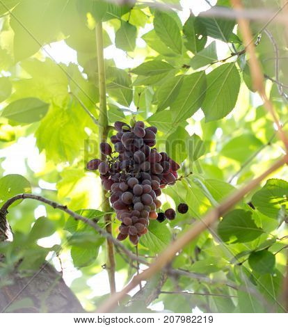 ripe black grapes on the nature . In the park in nature