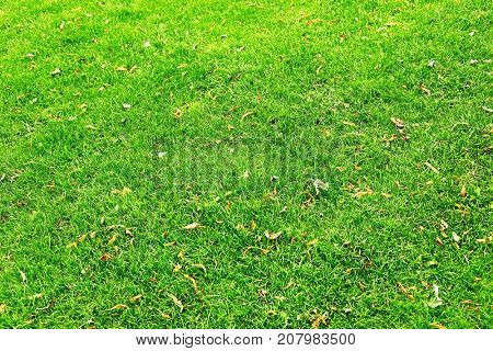 Grassblades closeup on a field