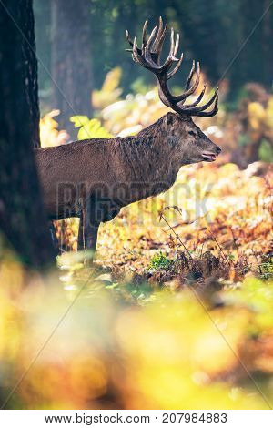 Red Deer Stag (cervus Elaphus) In Moisty Autumn Forest.