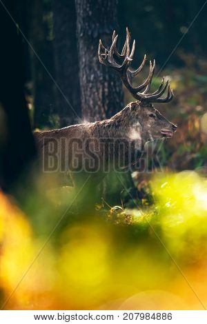 Red Deer Stag In Moisty Fall Forest.