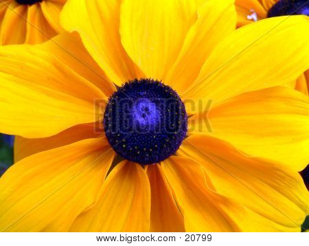 Flower In Bloom 3