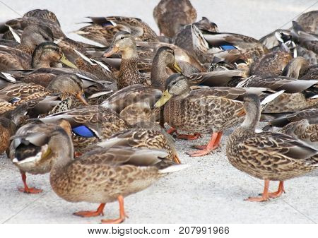 Gathering of Mallard ducks feeding on land