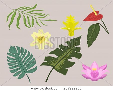 Tropical leaves summer green exotic jungle palm leaf nature plant botanical hawaii flora vector illustration. Tropic branch botany monsterafoliage.