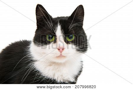 black and white cat isolated on white background