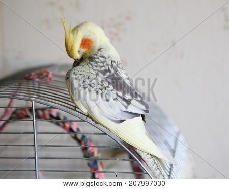 Cockatiel - Nymphicus hollandicus cleans feathers close-up