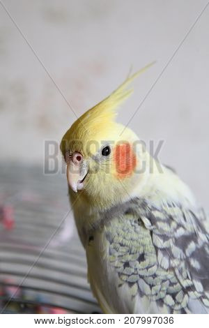 Portrait of Cockatiel close-up (Nymphicus hollandicus) yellow