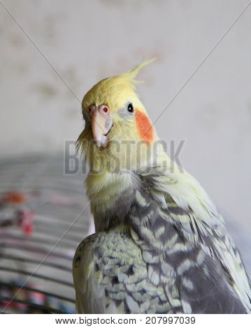 Portrait of Cockatiel close-up (Nymphicus hollandicus) yellow