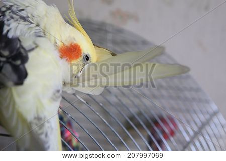Cockatiel - Nymphicus hollandicus cleans feathers close-up
