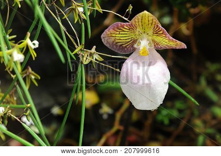 Blossom of orchid - Paphiopedilum micranthum, closeup view