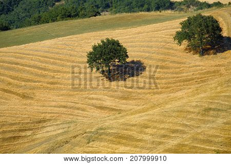 Summer landscape along the road from Lunano to Urbania (Montefeltro Pesaro Urbino Marches Italy)