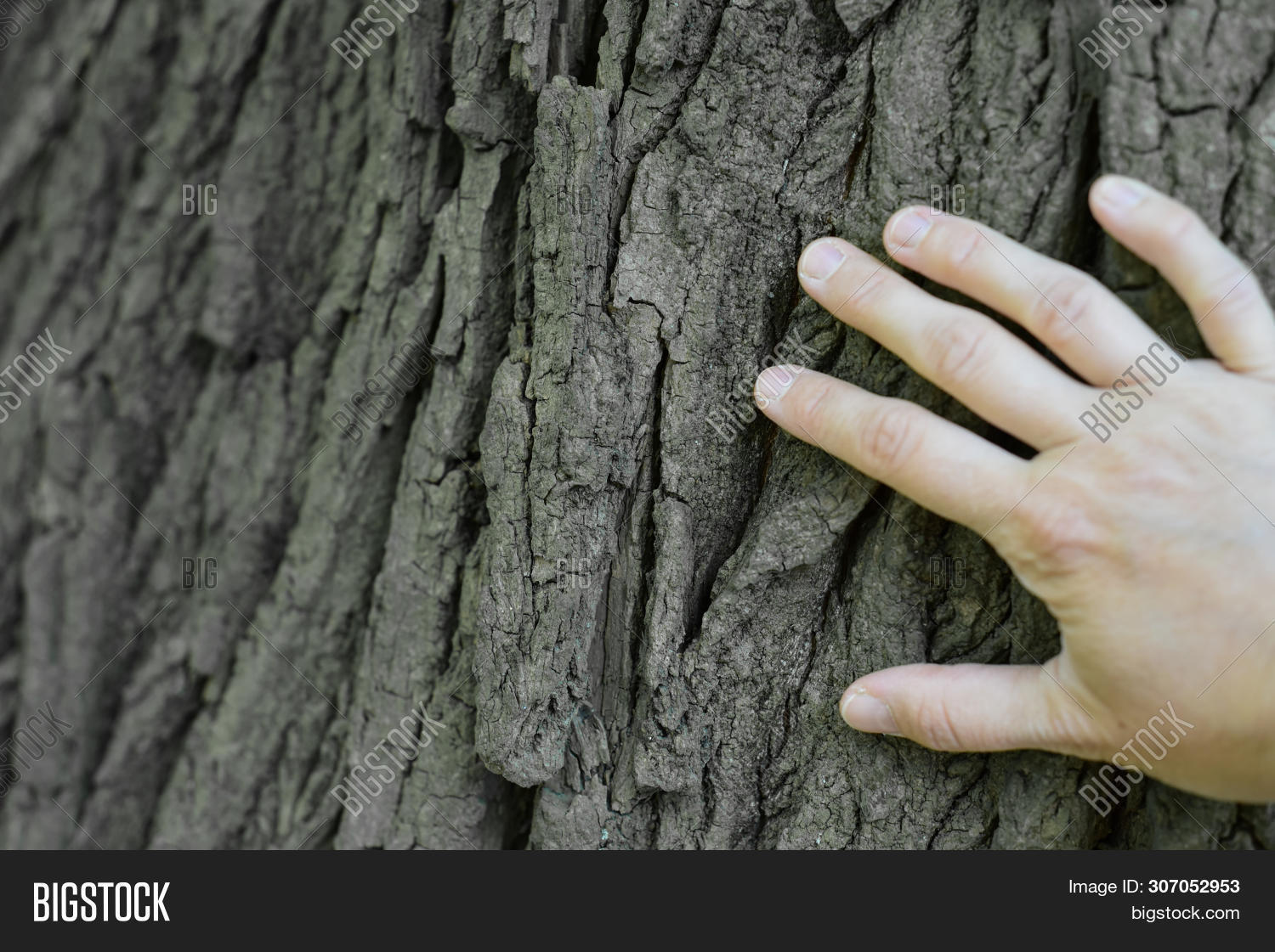 Man Hand Hold Old Tree Image & Photo (Free Trial) Bigstock