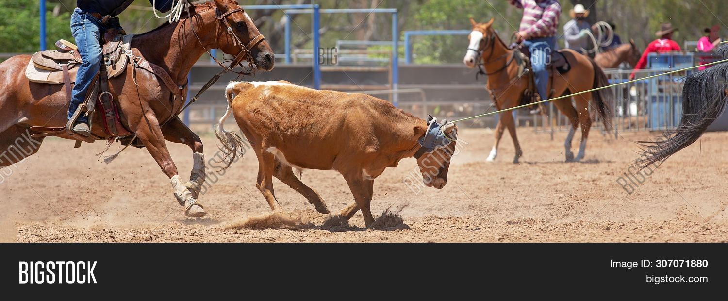 Running Calf Lassoed Image & Photo (Free Trial) Bigstock