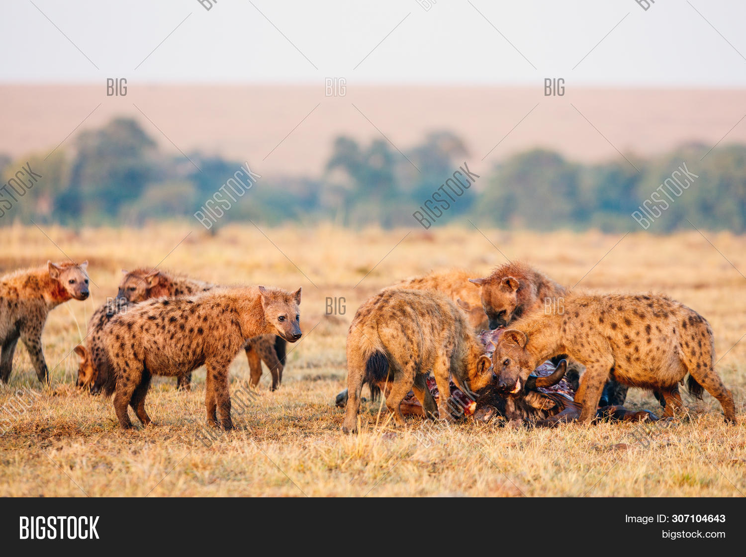 Hyenas Pack After Image & Photo (Free Trial) Bigstock
