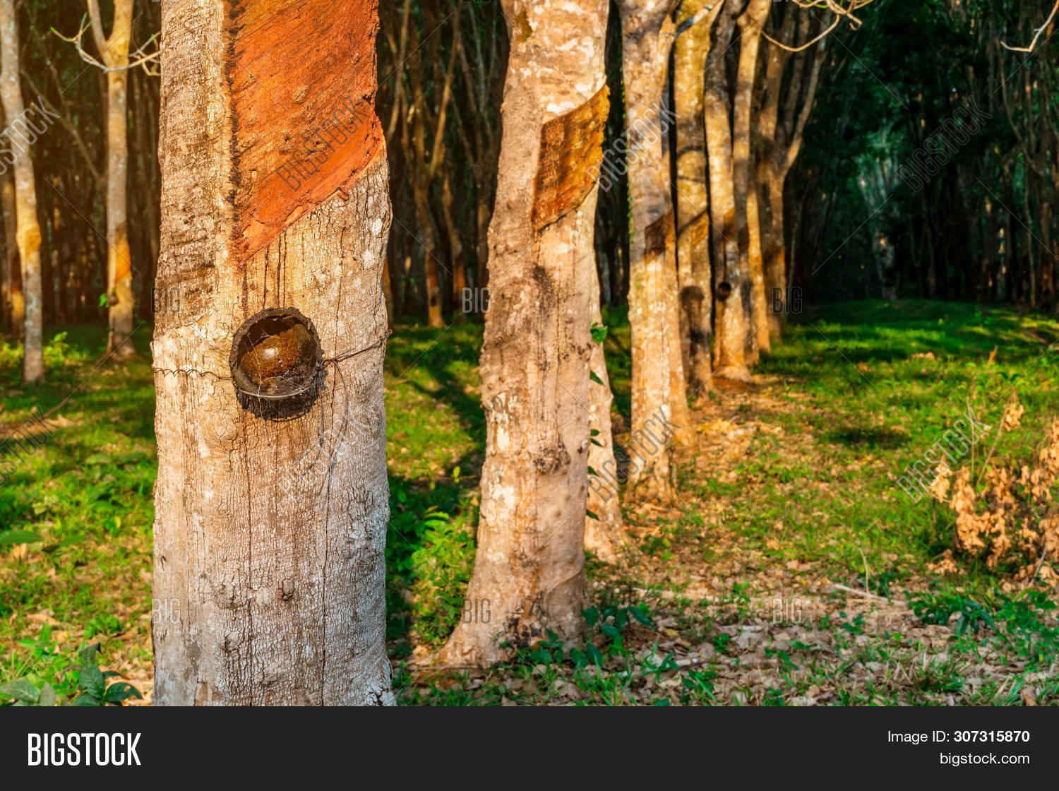 Rubber Tree Plantation Image & Photo (Free Trial) | Bigstock