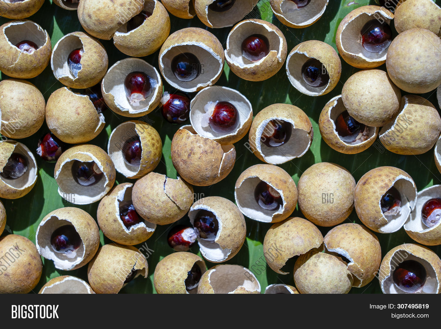 Shell Bone Thai Fruit Image & Photo (Free Trial) | Bigstock