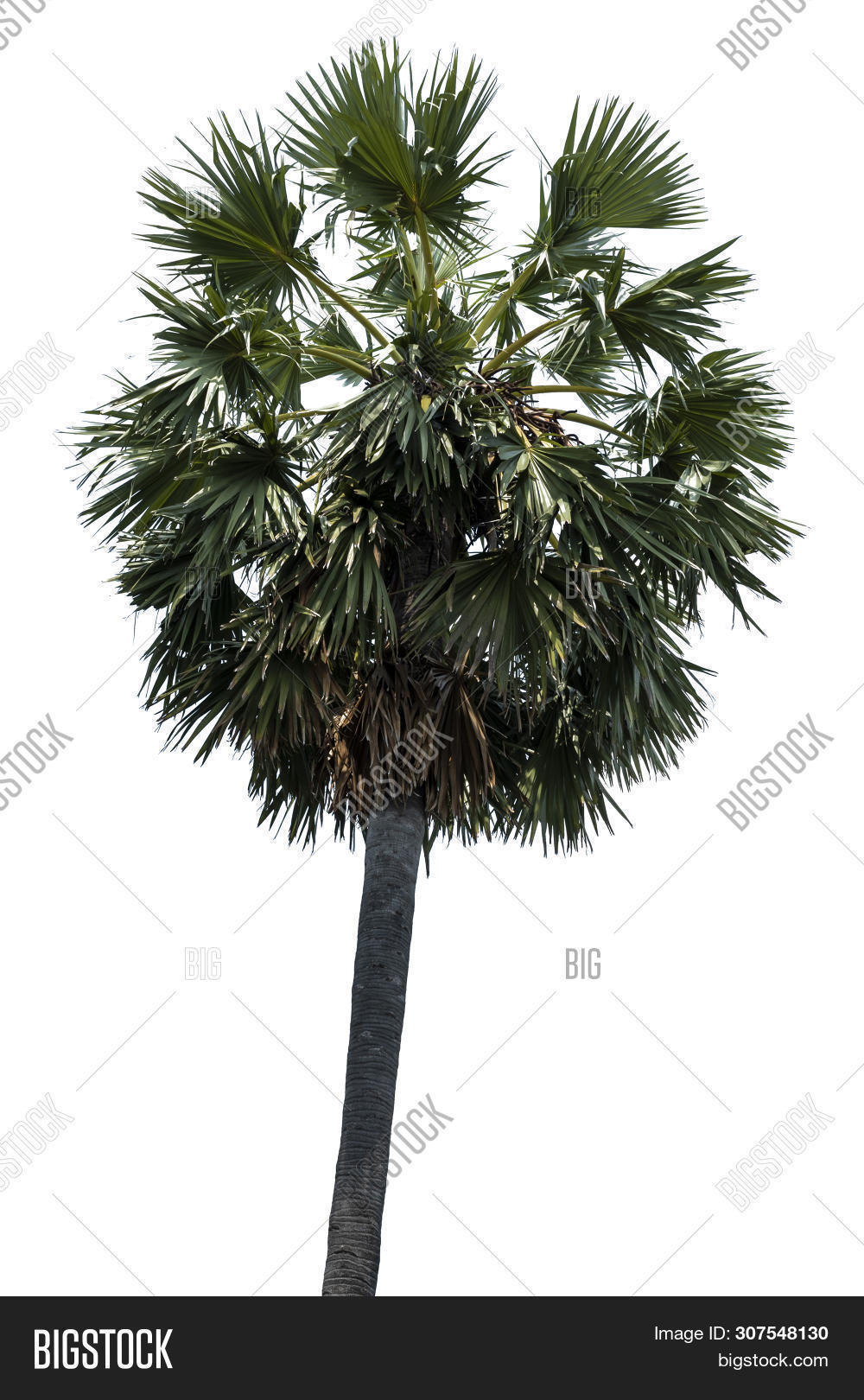 Washington Palm Tree Image & Photo (Free Trial) Bigstock