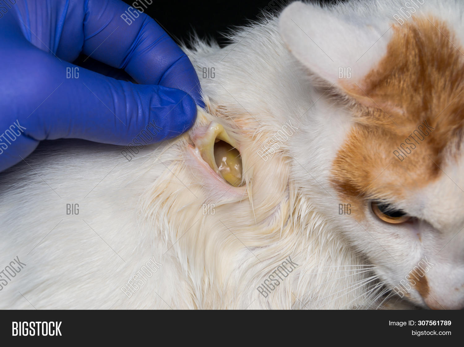subcutaneous injection cat