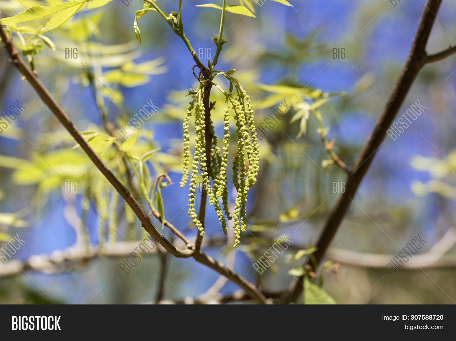 Flowers Bitternut Image Photo Free Trial Bigstock
