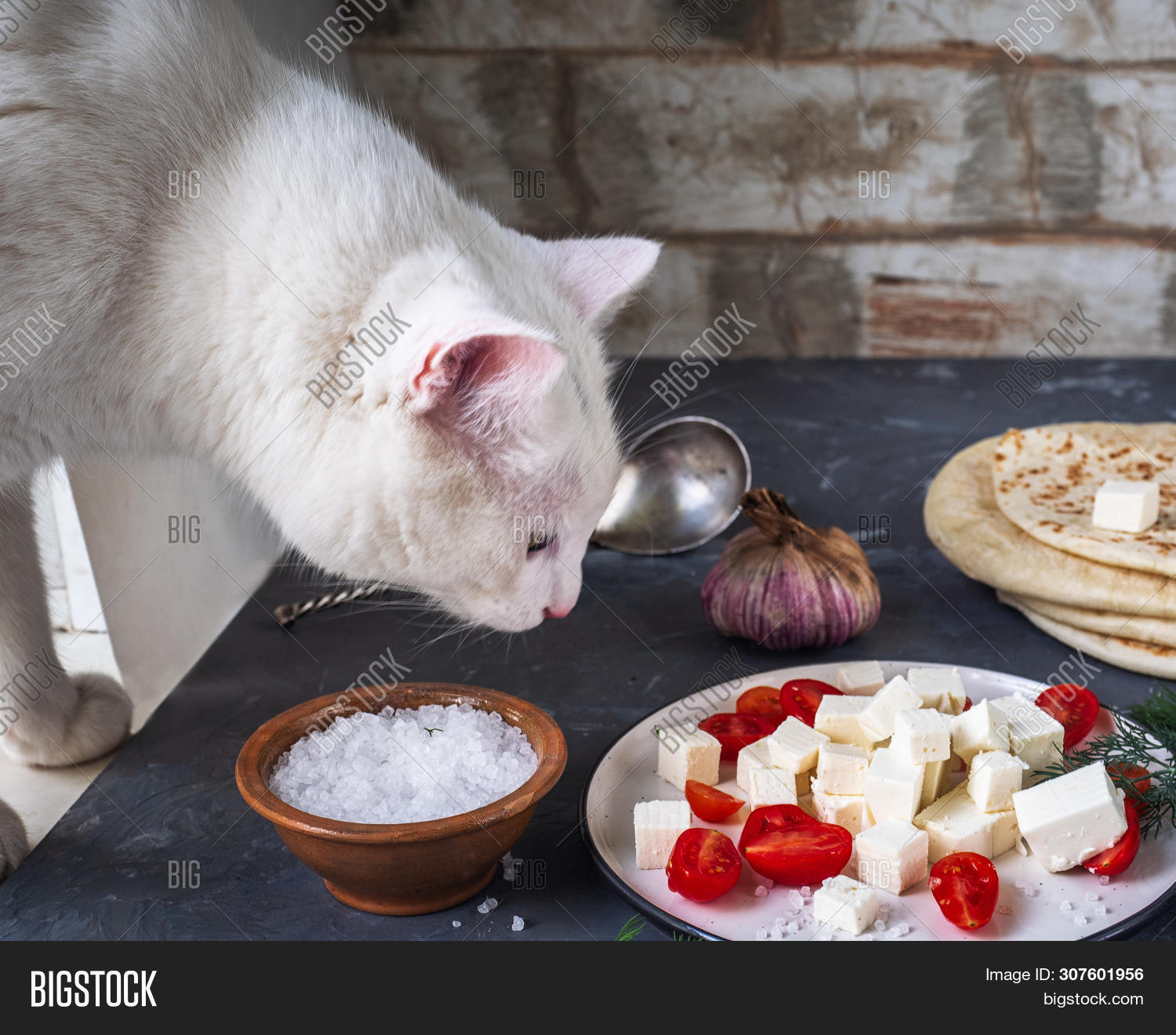 White Cat Image Photo Free Trial Bigstock