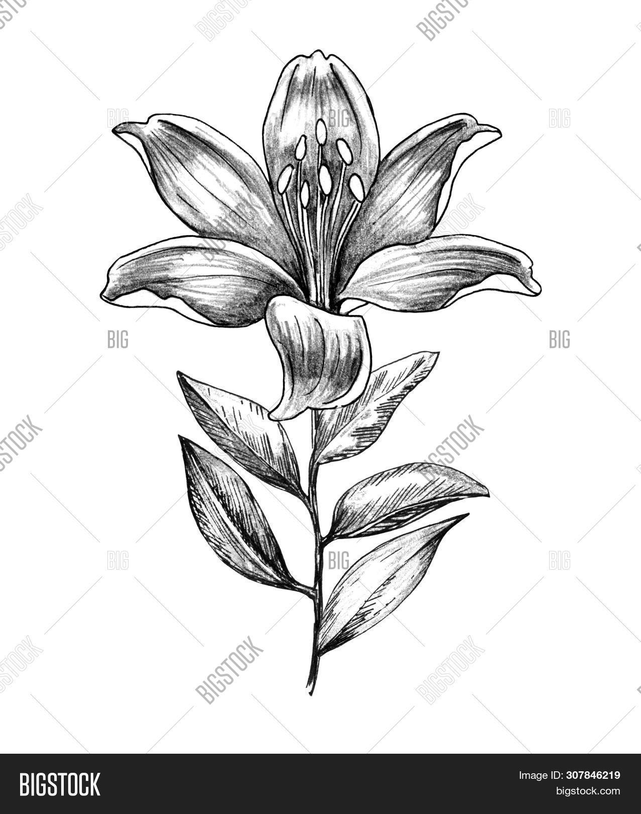 Hand Drawn Lily Flower Image & Photo (Free Trial) Bigstock