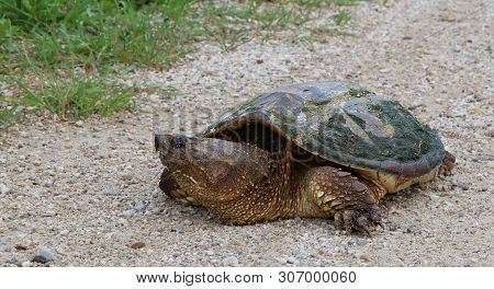 Good View Of Sharp Beak Like Mouth Of Ontario Snapping Turtle