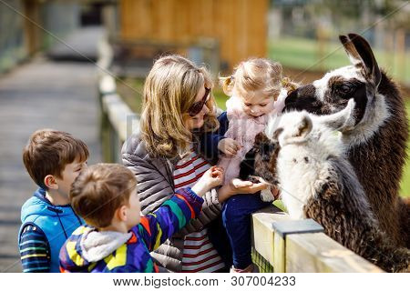 Cute Toddler Girl, Two Little School Kids Boys And Young Mother Feeding Lama And Alpaca On A Kids Fa