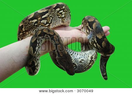Constrictor