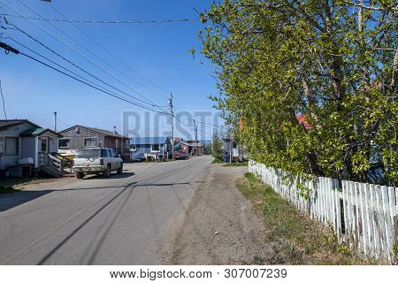 Nome, Alaska - June 8: Possibly One Of The Largest Trees In Town In This Old Residential Area On Jun
