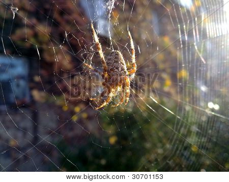spider