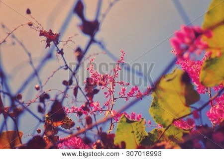 The Pink Antigonon Leptopus Flowers Blooming In Park In The Morning.