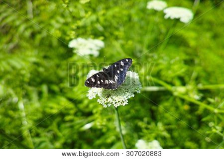 Detail Of Neptis Rivularis Ion A Meadow