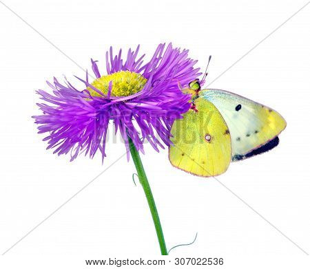 Butterfly Pale Clouded Yellow On A Flower. Beautiful Yellow Butterfly On Flower Isolated On A White.