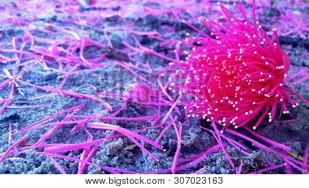 Jambo Flower Dropped On The Floor. The Floor Is Covered With Theirs. A Flower Is Highlighted.