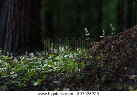 Maianthemum Bifolium