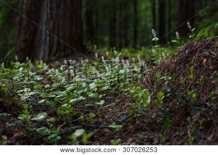 Maianthemum Bifolium